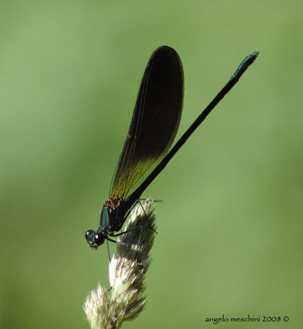 Calopteryx haemorrhoidalis